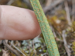 Uromyces thelymitrae