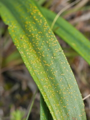 Uromyces thelymitrae