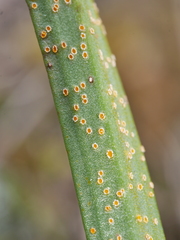 Uromyces thelymitrae