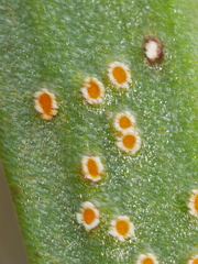 Uromyces thelymitrae