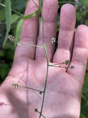 Iresine angustifolia