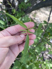 Iresine angustifolia