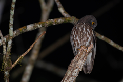 Ninox japonica