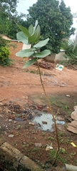 Calotropis procera