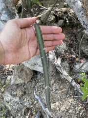 Peniocereus johnstonii