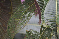 Miconia calvescens