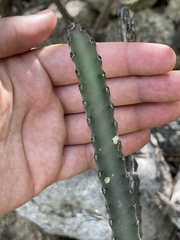 Peniocereus johnstonii