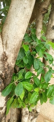 Magnoliopsida