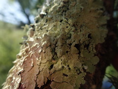 Flavoparmelia haywardiana