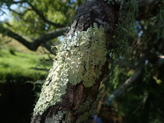 Flavoparmelia haywardiana