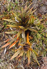 Aciphylla cartilaginea