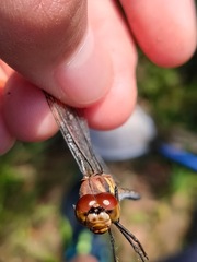 Sympetrum infuscatum