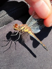 Sympetrum infuscatum