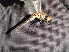 Sympetrum infuscatum