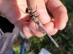 Sympetrum infuscatum