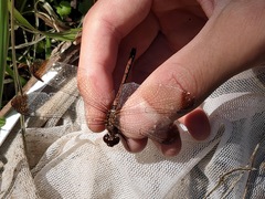 Sympetrum infuscatum