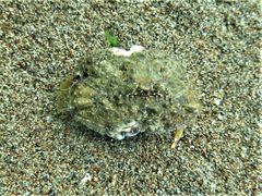 Calappa gallus
