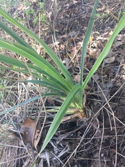 Yucca arkansana