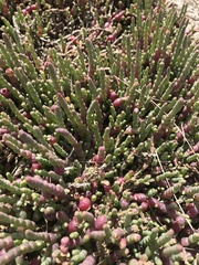 Salicornia blackiana