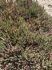 Salicornia blackiana