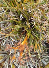 Aciphylla cartilaginea