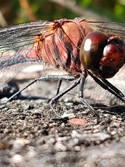 Sympetrum infuscatum