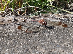 Sympetrum infuscatum