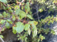 Bursera rupicola