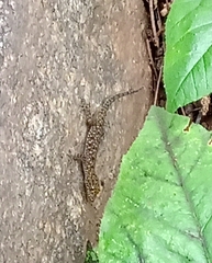 Cnemaspis mysoriensis
