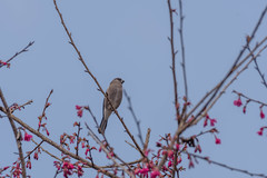 Pyrrhula nipalensis
