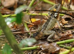 Boyd's Forest Dragon photo 3