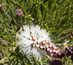 Melaleuca huegelii