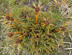 Aciphylla cartilaginea