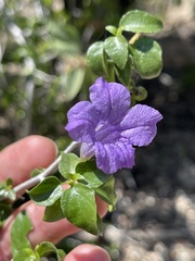 Ruellia californica peninsularis