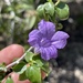 Ruellia californica peninsularis - Photo (c) Glenn Ehrenberg, some rights reserved (CC BY-NC), uploaded by Glenn Ehrenberg