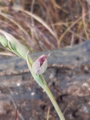 Calochilus robertsonii