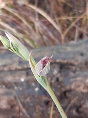 Calochilus robertsonii