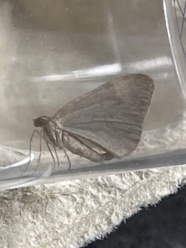 Marbled Carpet Moth, photo 4 of 10