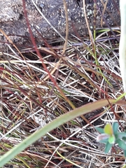 Calochilus robertsonii