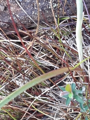 Calochilus robertsonii