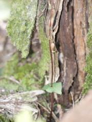 Acianthus sinclairii