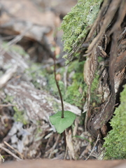 Acianthus sinclairii