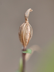 Acianthus sinclairii