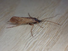 Limnephilus auricula