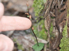 Acianthus sinclairii