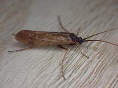 Limnephilus auricula