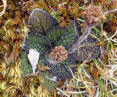 Brachyglottis bellidioides