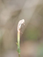 Pterostylis alobula