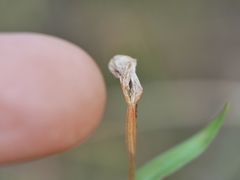 Pterostylis alobula