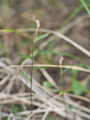 Pterostylis alobula